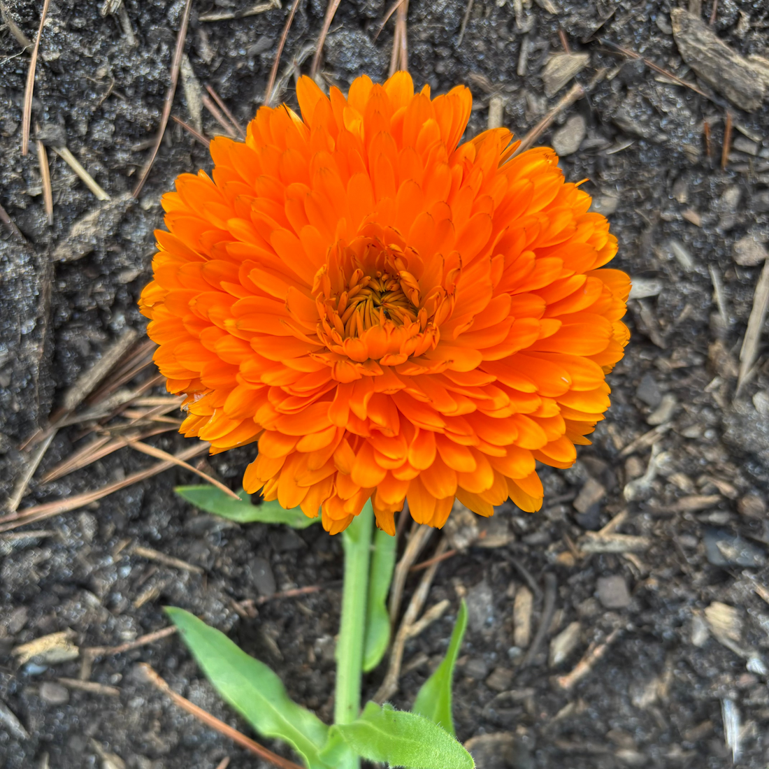 Home Grown Pesticide Free Marigold Calendula Flower Grown in Small Batches for All Natural Organic Salve
